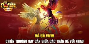 Sân chơi giải trí đá gà IWIN